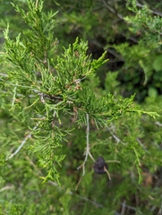 Gymnosporangium