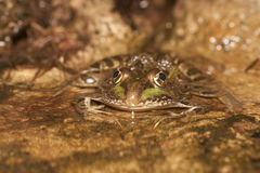 Lithobates chiricahuensis