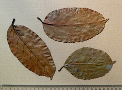 Homalium longistylum