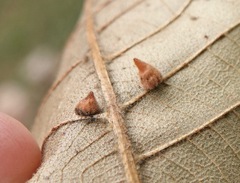 Caryomyia persicoides