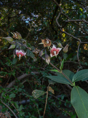 Trichodesma calycosum