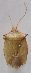 Chlorocoris