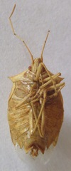 Chlorocoris