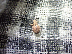 Strophosoma melanogrammum