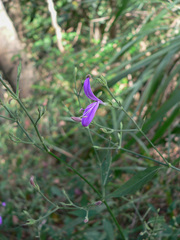 Hypoestes cumingiana