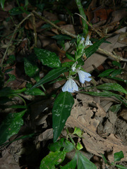 Rungia chinensis