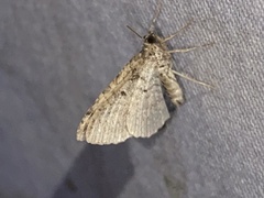 Costaconvexa centrostrigaria