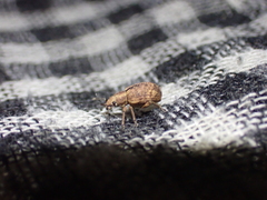 Strophosoma melanogrammum
