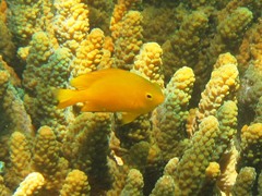 Pomacentrus moluccensis