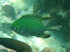Amblyglyphidodon indicus