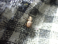 Strophosoma melanogrammum
