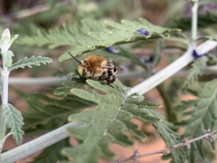 Anthophora californica
