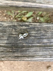 Microgastrinae