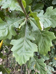 Quercus