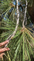 Pinus