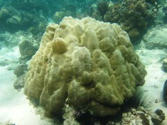 Porites