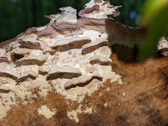 Trichaptum abietinum