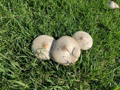 Agaricaceae