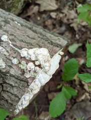 Trichaptum abietinum