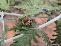Anthophora californica