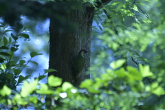 Picus viridis