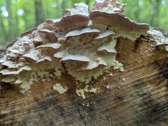 Trichaptum abietinum