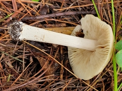 Marasmius nigrodiscus