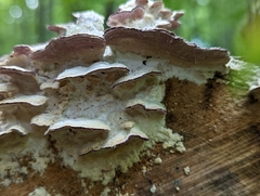 Trichaptum abietinum