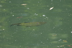 Actinopterygii