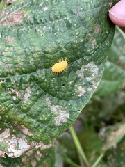 Epilachna varivestis