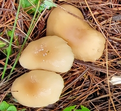 Marasmius nigrodiscus