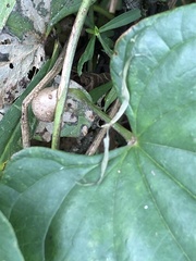Dioscorea polystachya