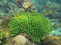 Acropora