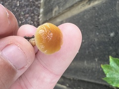 Pholiotina rugosa