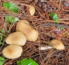 Marasmius nigrodiscus