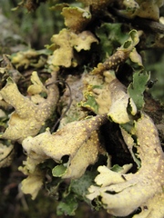 Crocodia