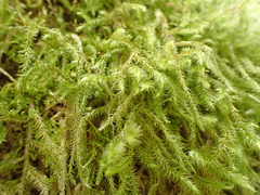 Rhytidiadelphus loreus