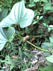 Dioscorea polystachya