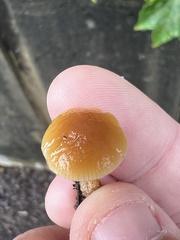 Pholiotina rugosa