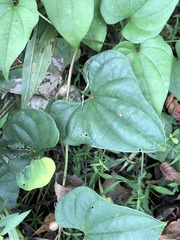 Dioscorea polystachya