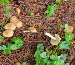 Marasmius nigrodiscus