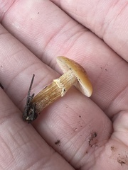 Pholiotina rugosa