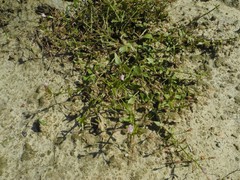 Lindernia procumbens