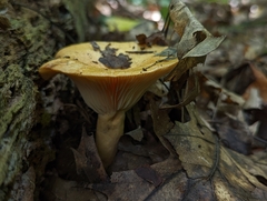 Lactarius