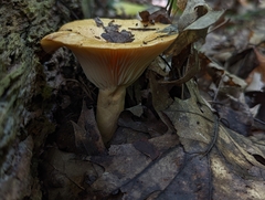Lactarius
