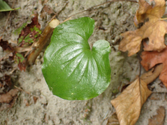 Maianthemum dilatatum