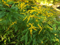 Solidago rugosa