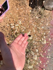 Bombus californicus