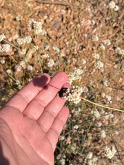 Bombus californicus