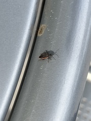 Melacoryphus lateralis